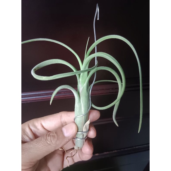 intermedia-curly-tillandsia-shopee-malaysia