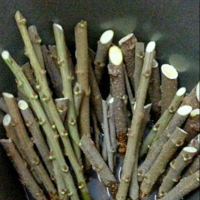 1pcs mulberi/fresh cutting mulberry/buy 10pcs free 5 pcs