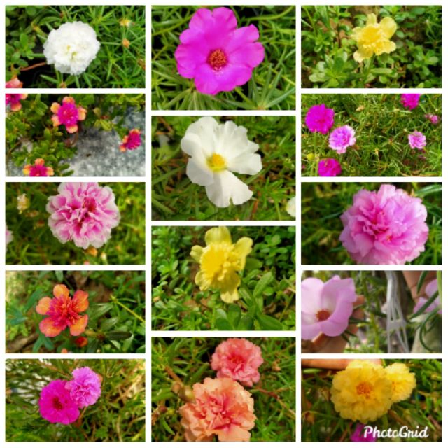 Pokok Pukul 10 Mix 30 Keratan Rj Shopee Malaysia