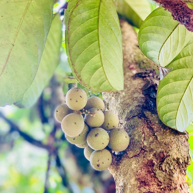 Baja Pokok Buah Rambai 1kg Shopee Malaysia