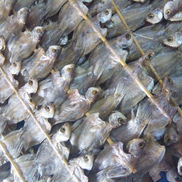 Ikan Sepat Ronggeng Pasir Penambang Shopee Malaysia