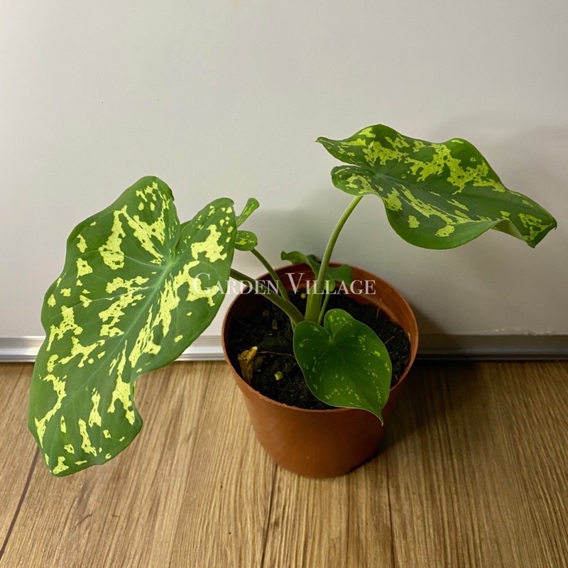Buy Caladium Hilo Beauty Pokok Keladi Askar Garden Village Seetracker Malaysia