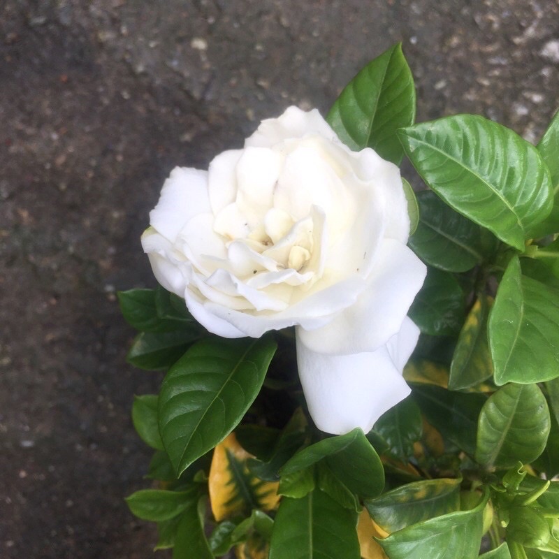 Bonsai - Gardenia Jasminoides( flower), Fragrant 栀子花(重瓣),香 |  Shopee Malaysia