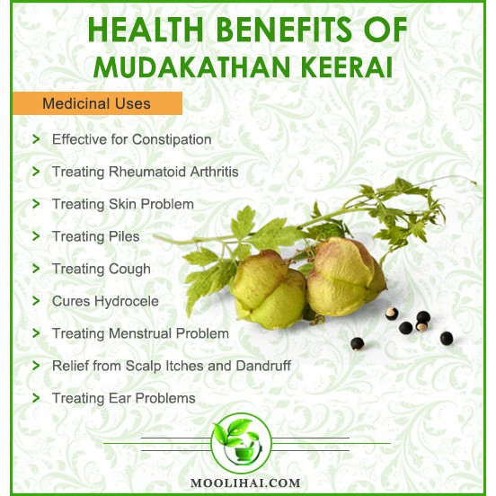 Mudakathan Keerai Cardiospermum Halicacabum 0g Shopee Malaysia