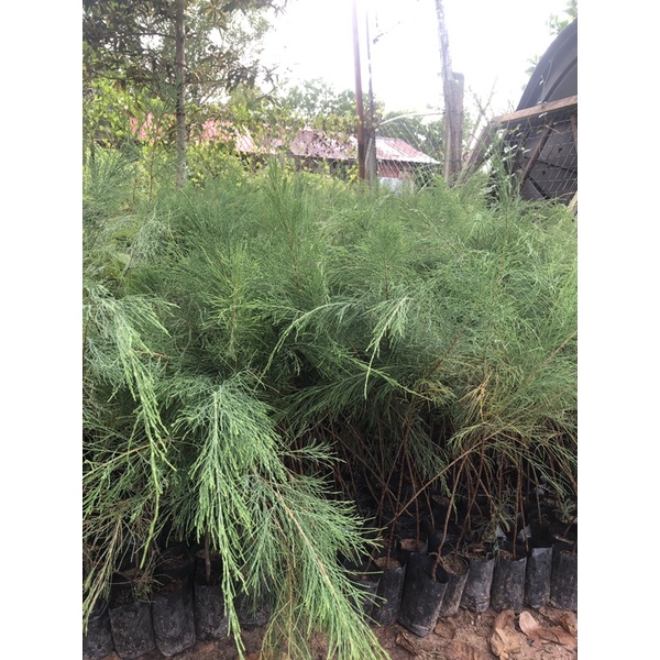 Buy Pokok Rhu Bukit Sesuai Untuk Halaman Seetracker Malaysia