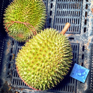 Durian ioi harga