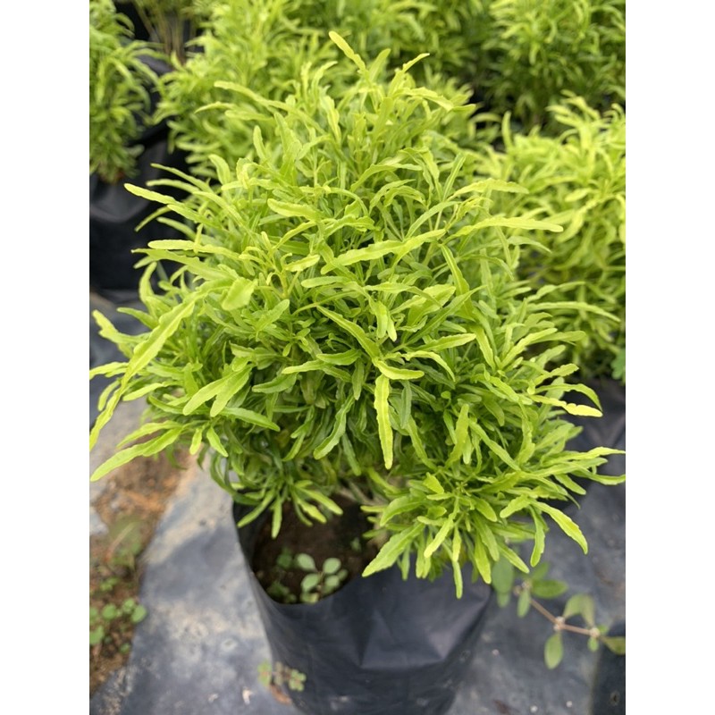 Buy Golden Aralia Puding Pokok Renek Tong Emas Seetracker Malaysia