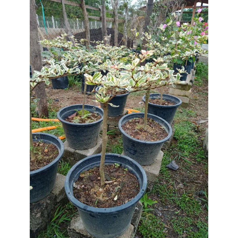 Pokok Bucida Putih Variegated Tadah Doa