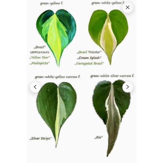 Philodendron Cream Splash Leave Size Up To 9cm Long And 8 To 12 Cm Cutting Potting Shopee Malaysia