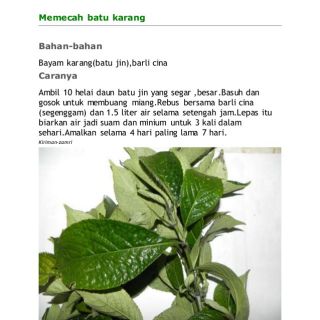 70 Helai Lebih Daun Mempelas Untuk Pemecah Batu Karang Dan Darah Tinggi Shopee Malaysia