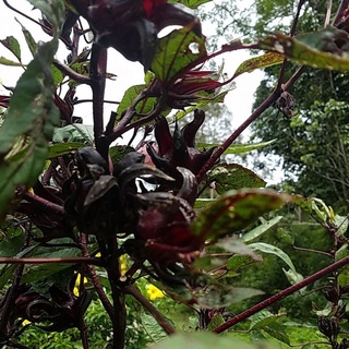 10 biji buah rozel arab buah besar fresh | Shopee Malaysia