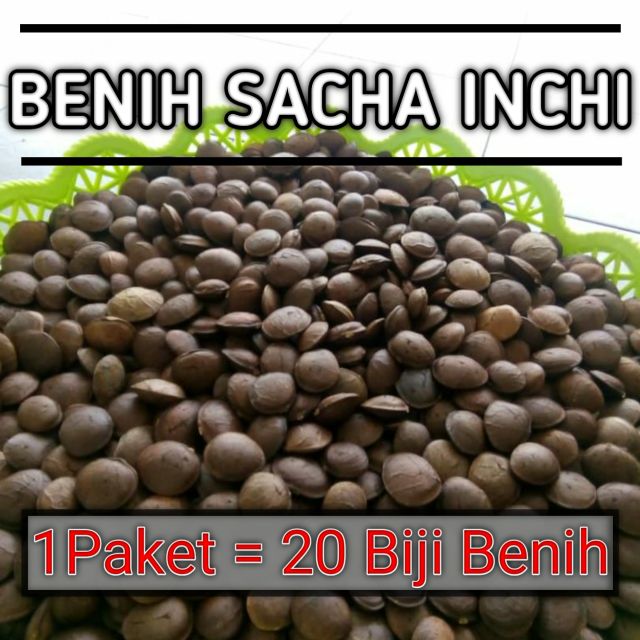 Benih Pokok Sacha Inchi Grade Aaa 20biji Shopee Malaysia