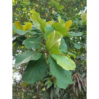 Daun Ketapang  Daun Ketapang Kering  Betta Fish Ikan 