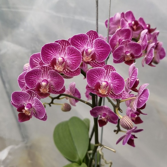 Phalaenopsis Hybrid Pink Veins | Mini Moth Orchid | Shopee Malaysia