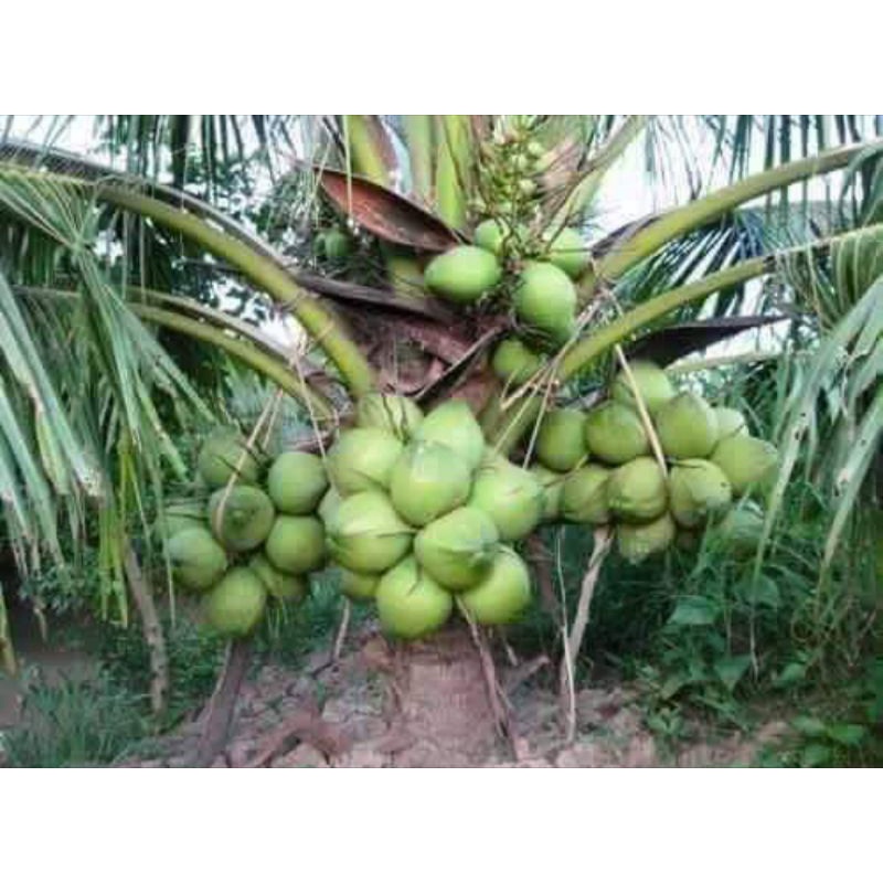 anak pokok kelapa mantaq POKOK RENDAH | Shopee Malaysia