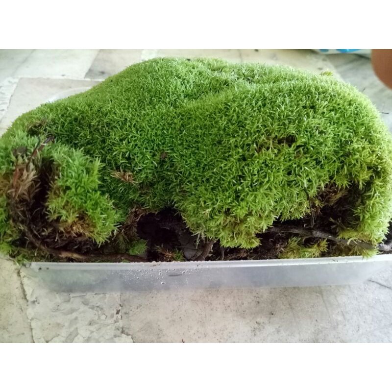 READY STOCK TERMURAH DI PASARAN❗❗❗BUN MOSS Segar dan Subur dari Ladang. Peminat TERRARIUM BUN MOSS.