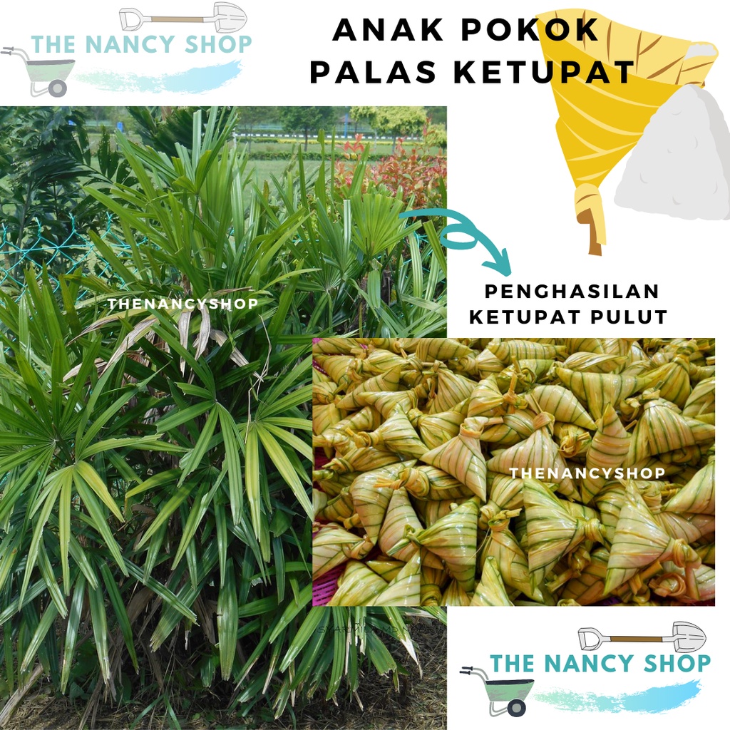 Buy Anak Pokok Palas Ketupat 2 To 4months Old Live Indoor Outdoor Plants Pokok Hidup Pokok Perhiasan Seetracker Malaysia
