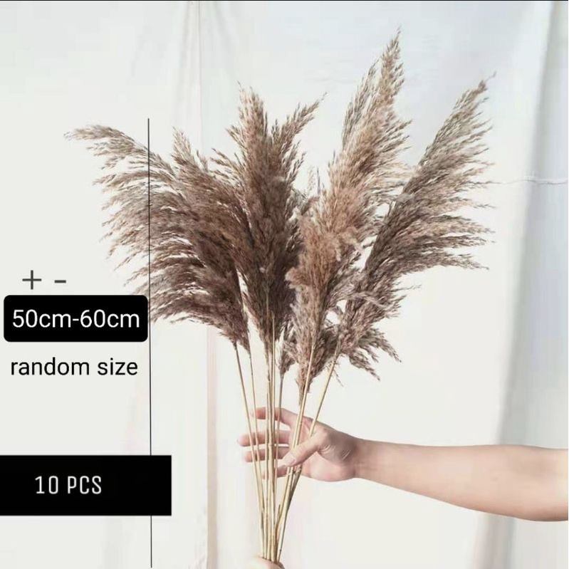 1pc Fluffy Pampas Grass/ Miscanthus Pampas/Dry Flower/Fluffy Pampas ...