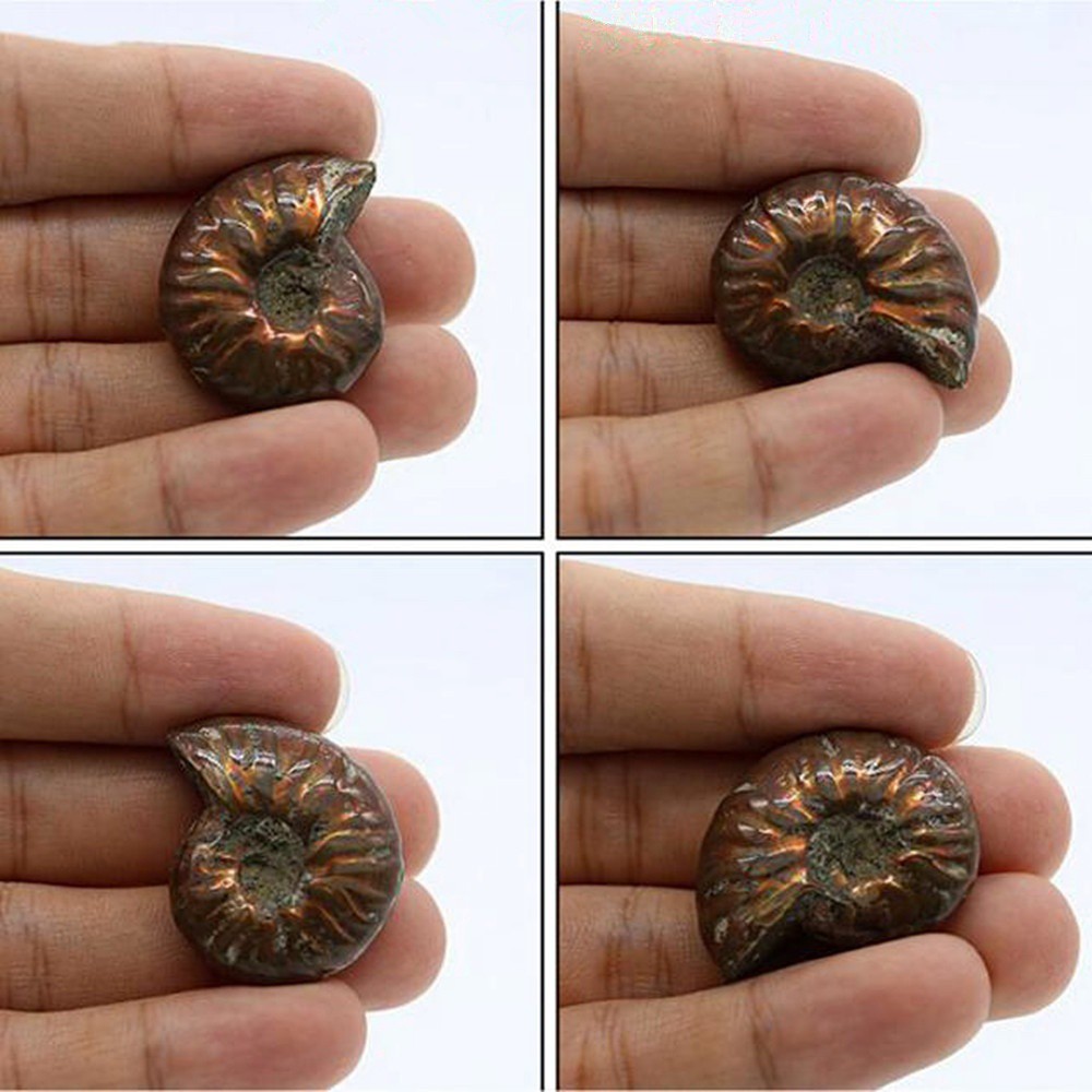 20-30mm Natural Iridescent Ammonite Ammolite Facet Specimen Madagascar Stone 