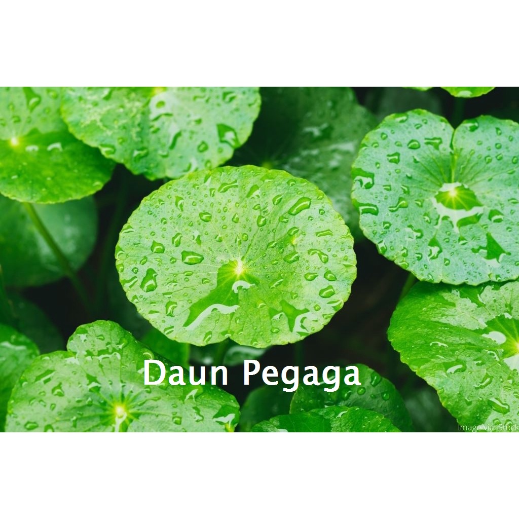 100g Ulam Segar Daun Pegaga Sayur Herba Centella Asiatica Grass Herbal ...