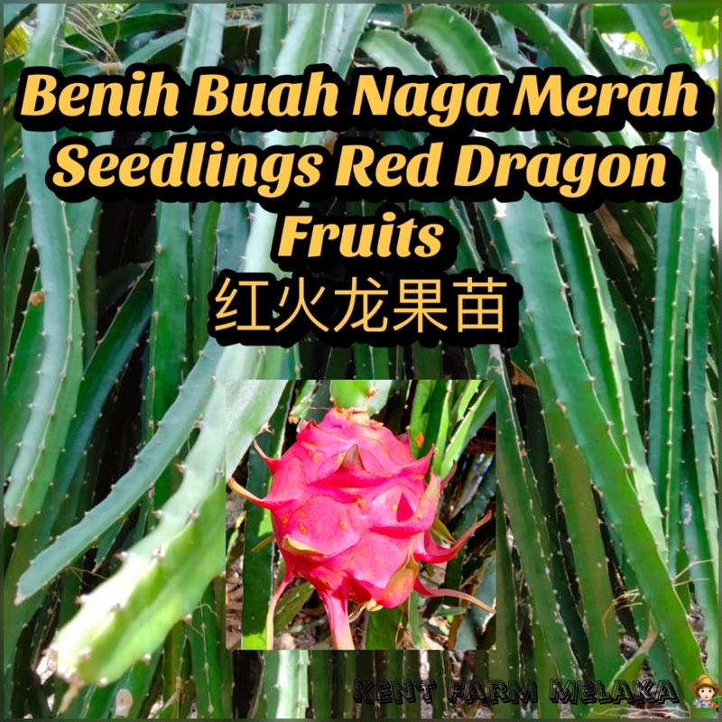 Ready StockBenih/Keratan Buah Naga Merah / Seedlings Red Dragon Fruits / 红火龙果苗 / 红龙珠果苗