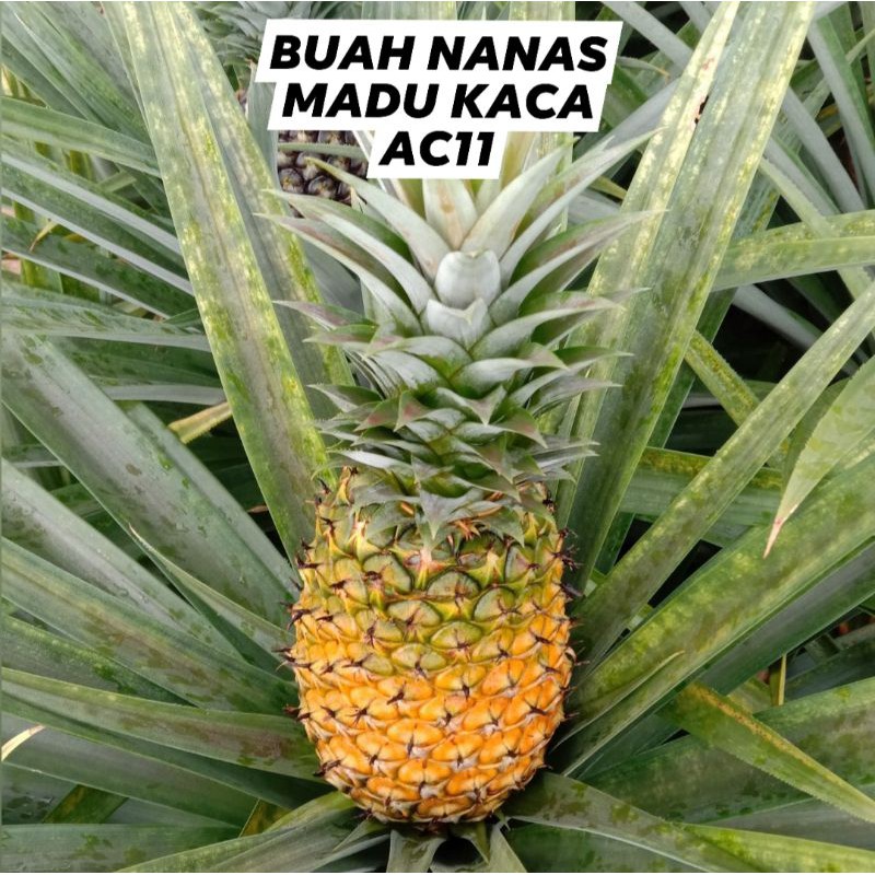 Buah Nanas Madu Kaca Ac11 1 5kg Premium Semenanjung Sahaja Shopee Malaysia