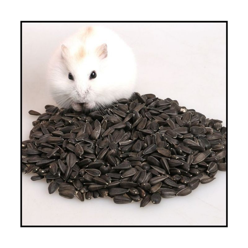 仓鼠最爱葵花子瓜子hamster Sunflower Seeds Shopee Malaysia