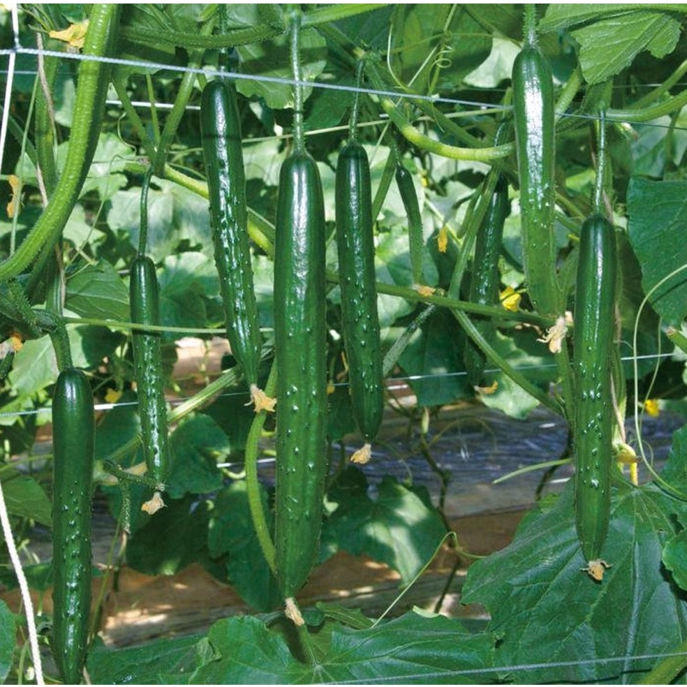 10- 30 Biji Benih Timun Jepun F1 berbuah lebat tahan panas JENIS TANAH RENDAH JAPANESE CUCUMBER