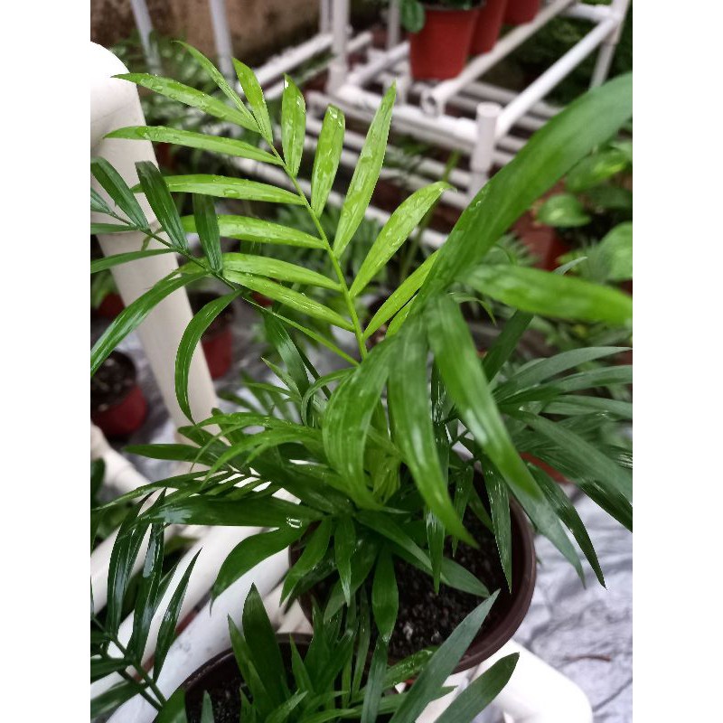 Bamboo Palm Tree Chamaedorea Elegans Live Shopee Malaysia