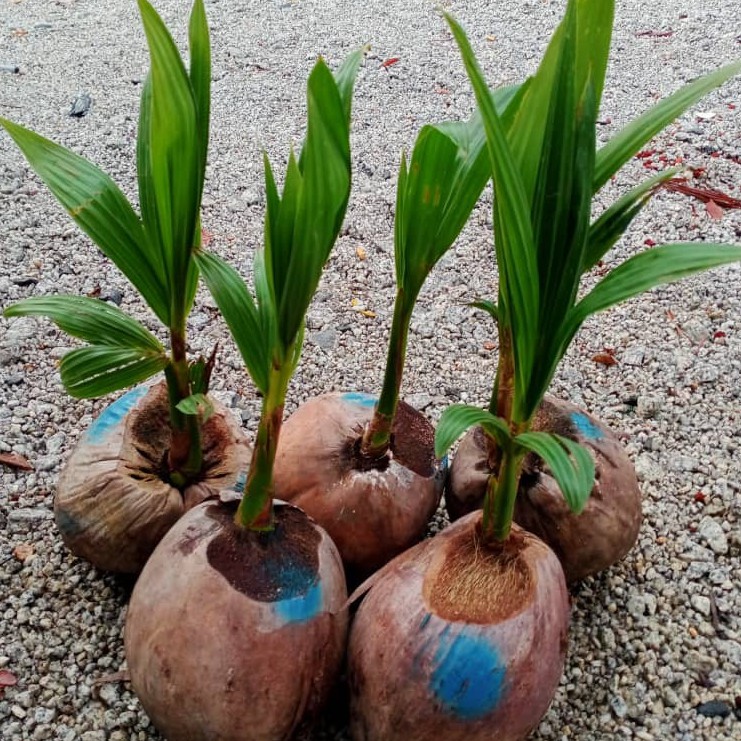 Buy Anak Pokok Kelapa Harga Siap Pos Kelapa Pandan Kelapa Tacunan Kelapa Mataq Kelapa Jelly Seetracker Malaysia