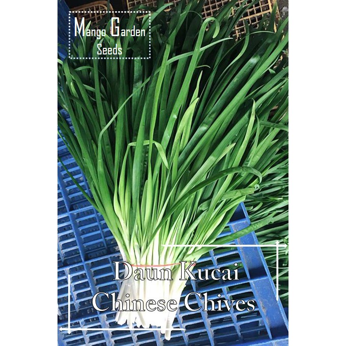 *Easy* Chinese Chives Seeds - 200 seed *Pot Friendly* Daun Kucai ...