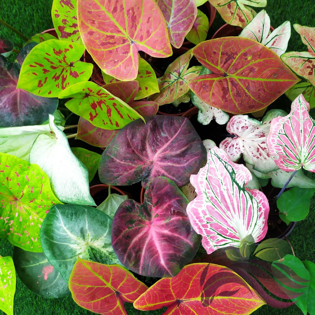 [Live Plant] Caladium Bicolor Houseplant Pot Size 140mm, Keladi Warna Mix Series 3 by LS Group