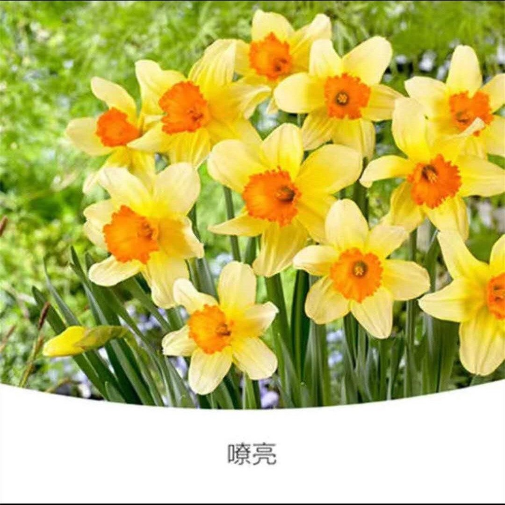 Dmzs 水仙花种球盆栽水养植物室内水培四季开花桌面风信子洋水仙花种子 Shopee Malaysia