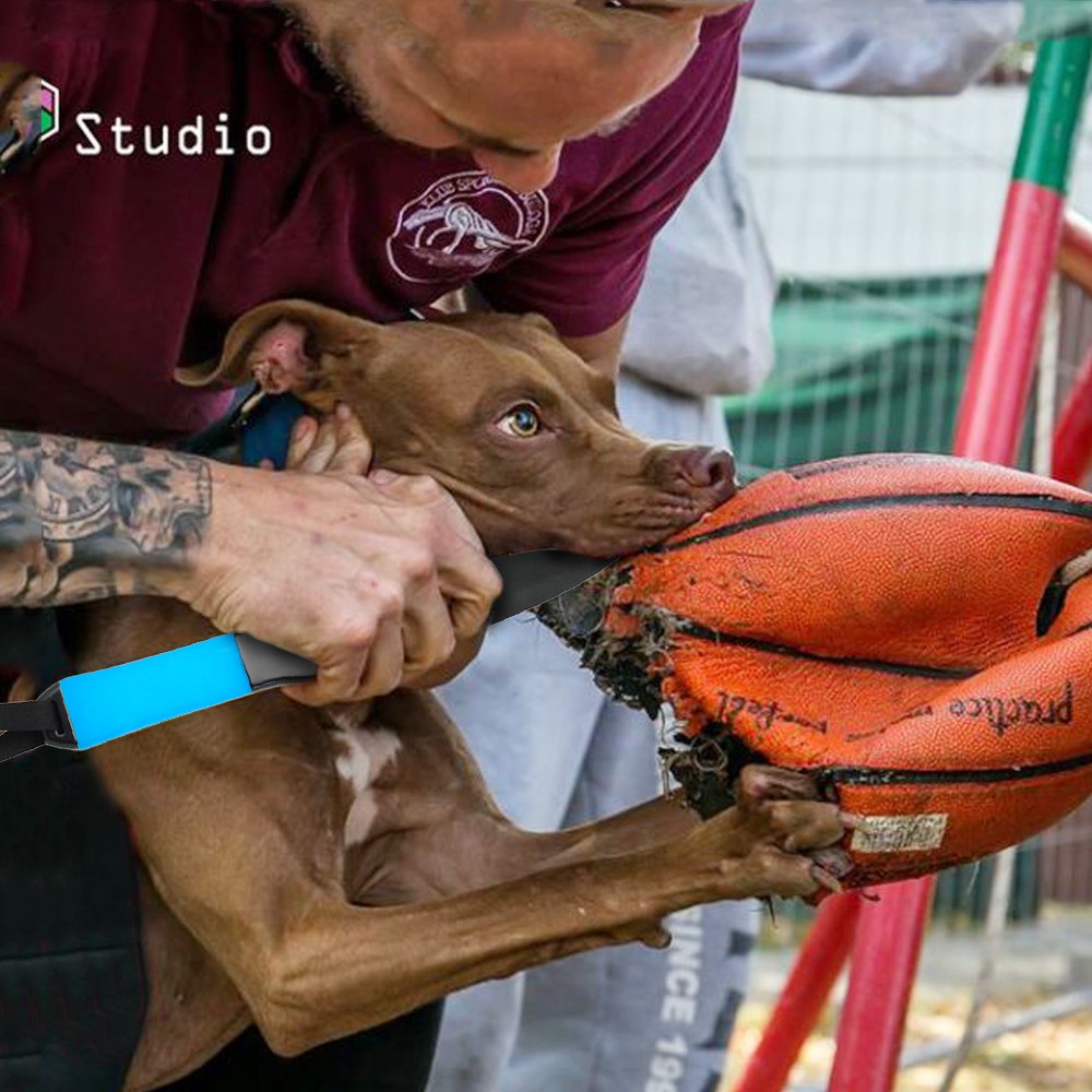 ball on a stick for dogs