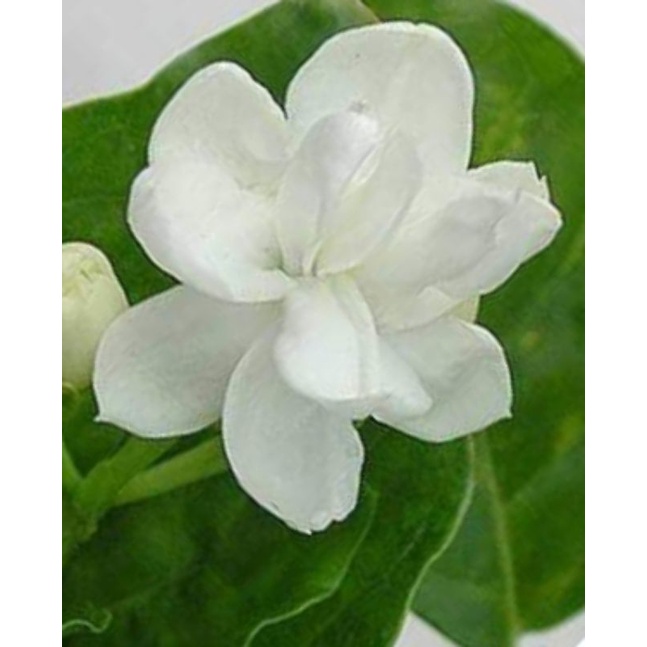 Pokok Bunga Melur Arabian Night 