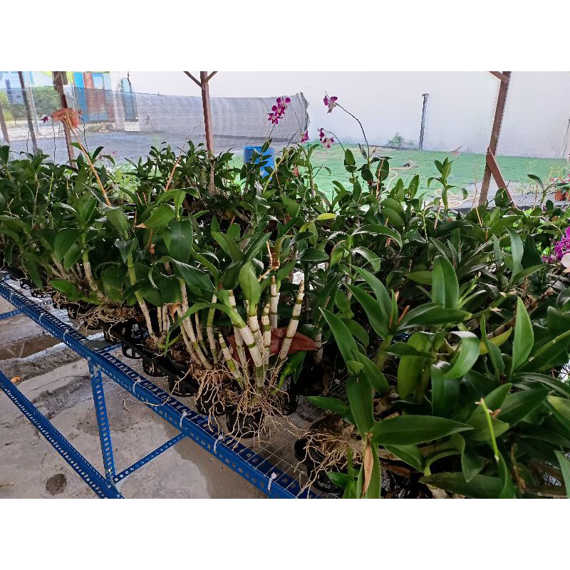 Orkid Dendro (Tanpa ID, & Tanpa Bunga)  Shopee Malaysia