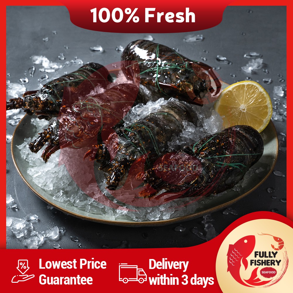 Buy Fully Fishery Fresh Sea Lobster 100 200 1kg Seetracker Malaysia