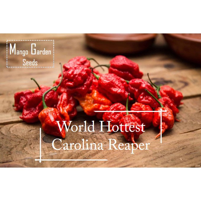 *World Hottest* Carolina Reaper Pepper Seeds - 8 seed *Pot Friendly* Tanam Pasu, Biji Benih, Ghost Pepper - Mango Garden