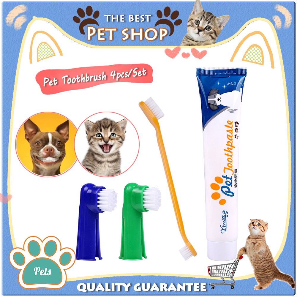 cat toothbrush toothpaste