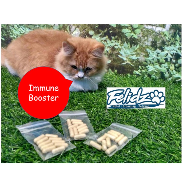 Immune Booster Cat Supplement (1 Capsule) Shopee Malaysia