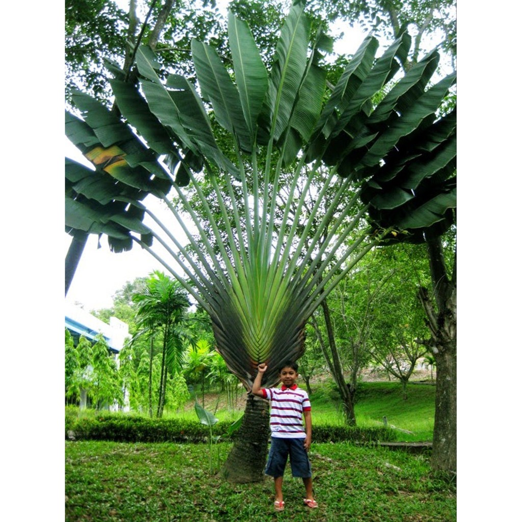 Pisang kipas pokok Kaca Piring