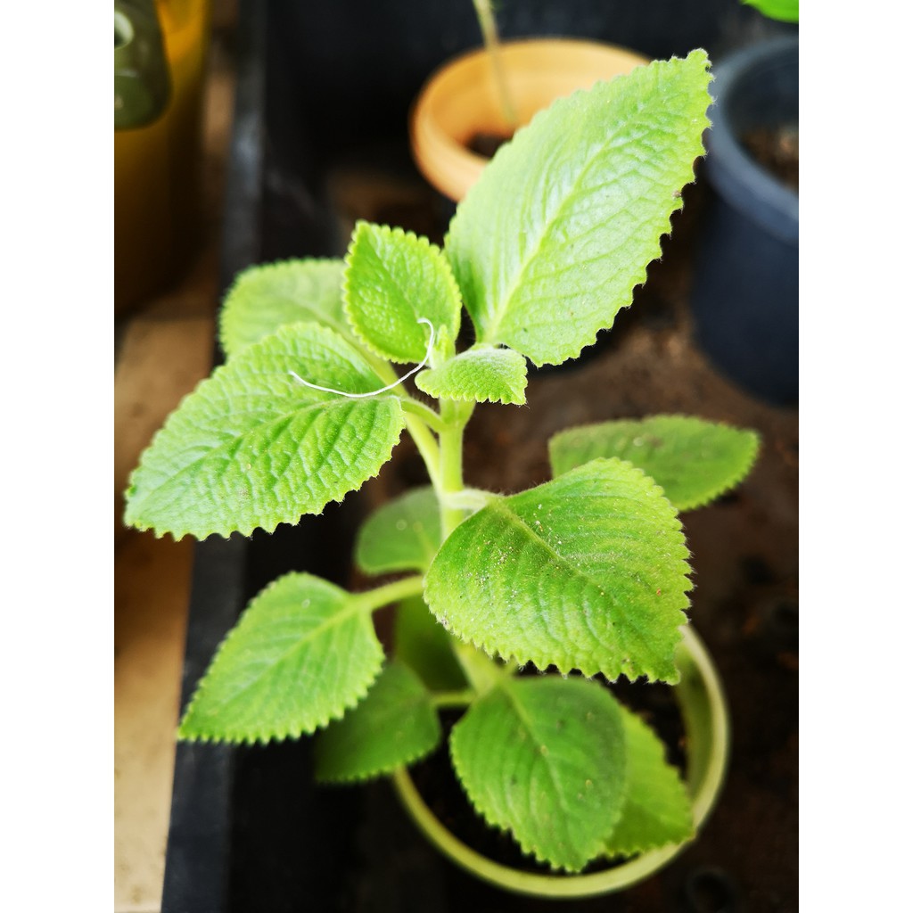 Mexican Mint Plant Anak Pokok Bangun Bangun 左手香