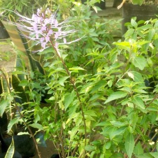 Pokok Misai Kucing Putih dan Purple