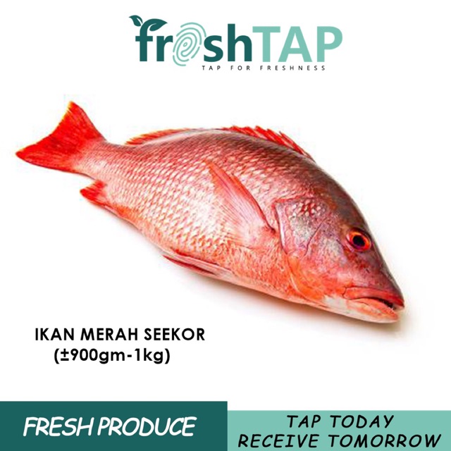 Ikan Merah Red Snapper 900gm 1kg Shopee Malaysia