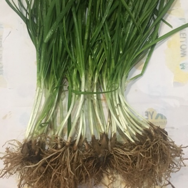 Pokok Daun Kucai 5 anak pokok akar umbi BENIH POKOK Pokok Daun Kucai 5 anak pokok akar umbi BENIH POKOK
