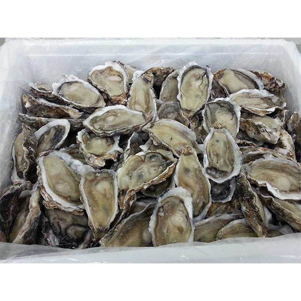 Frozen Half Shell Oyster XL [1dozen] Shopee Malaysia