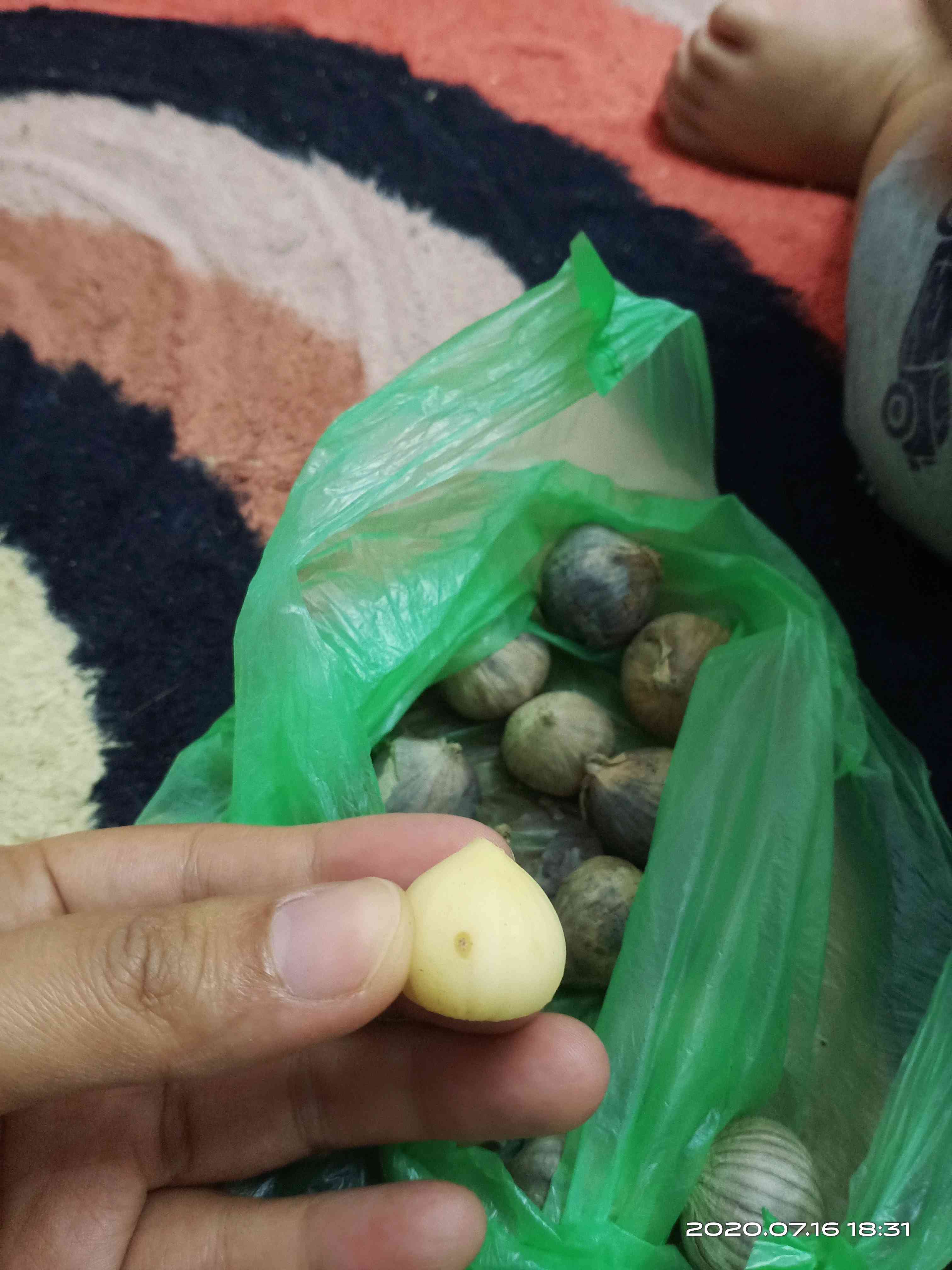 Bawang putih tunggal jantan Lanang solo single garlic ...