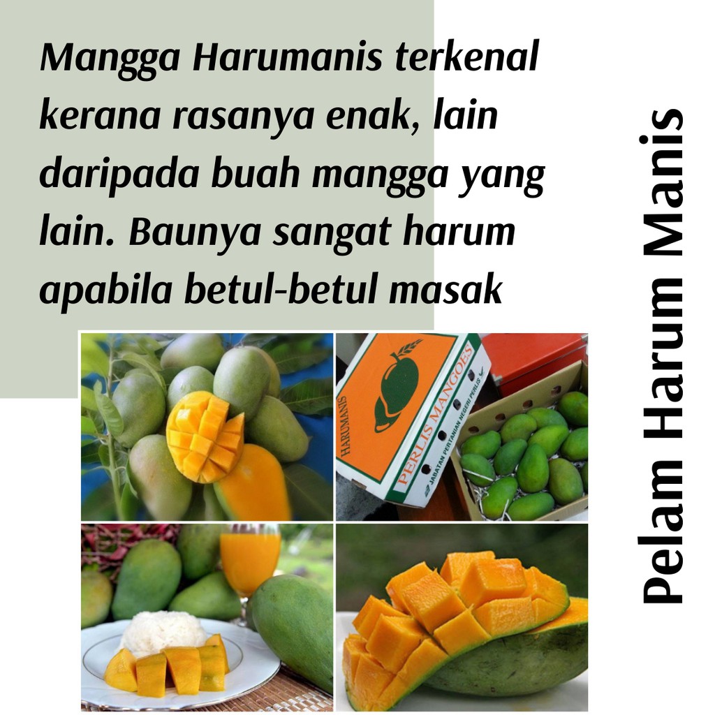 Buy Real Plant Anak Pokok Pelam Harum Manis Cpt Berbuah Hybrid Premium Top Quality Kebun Fruits Sedap Manis Buah Seetracker Malaysia