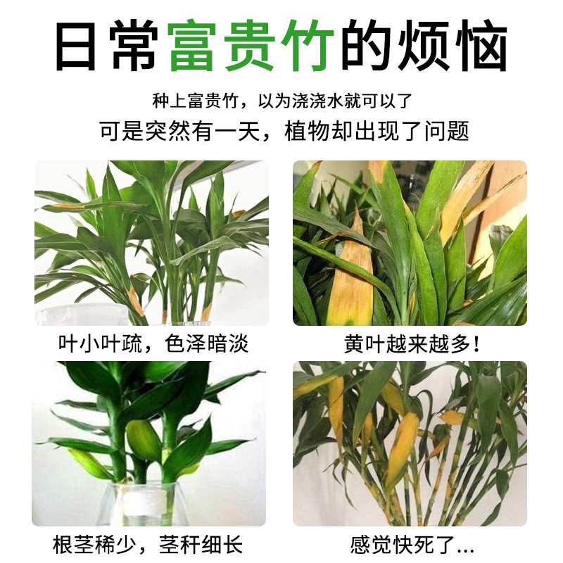 Nutrient Solution富贵竹专用营养液水培家用专用肥转运观音竹水养植物肥料盆栽花肥