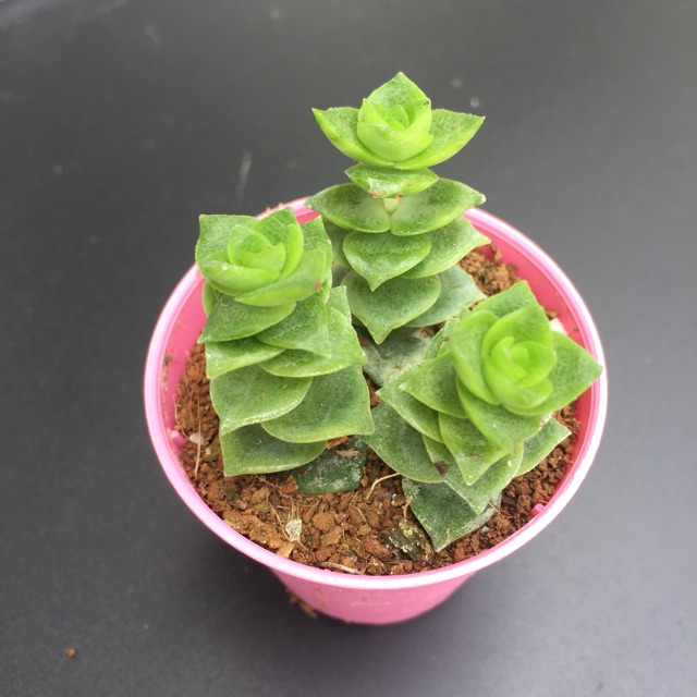 Succulent Crassula Perforata Var 多肉十字星 Shopee Malaysia